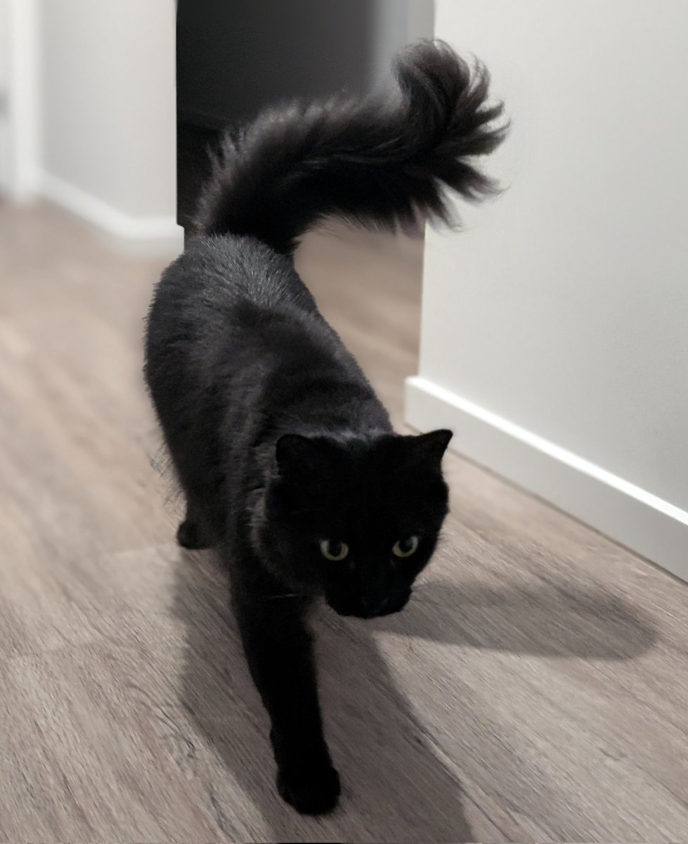 黒猫のベアモアと飼い主🇦🇺 tweet media