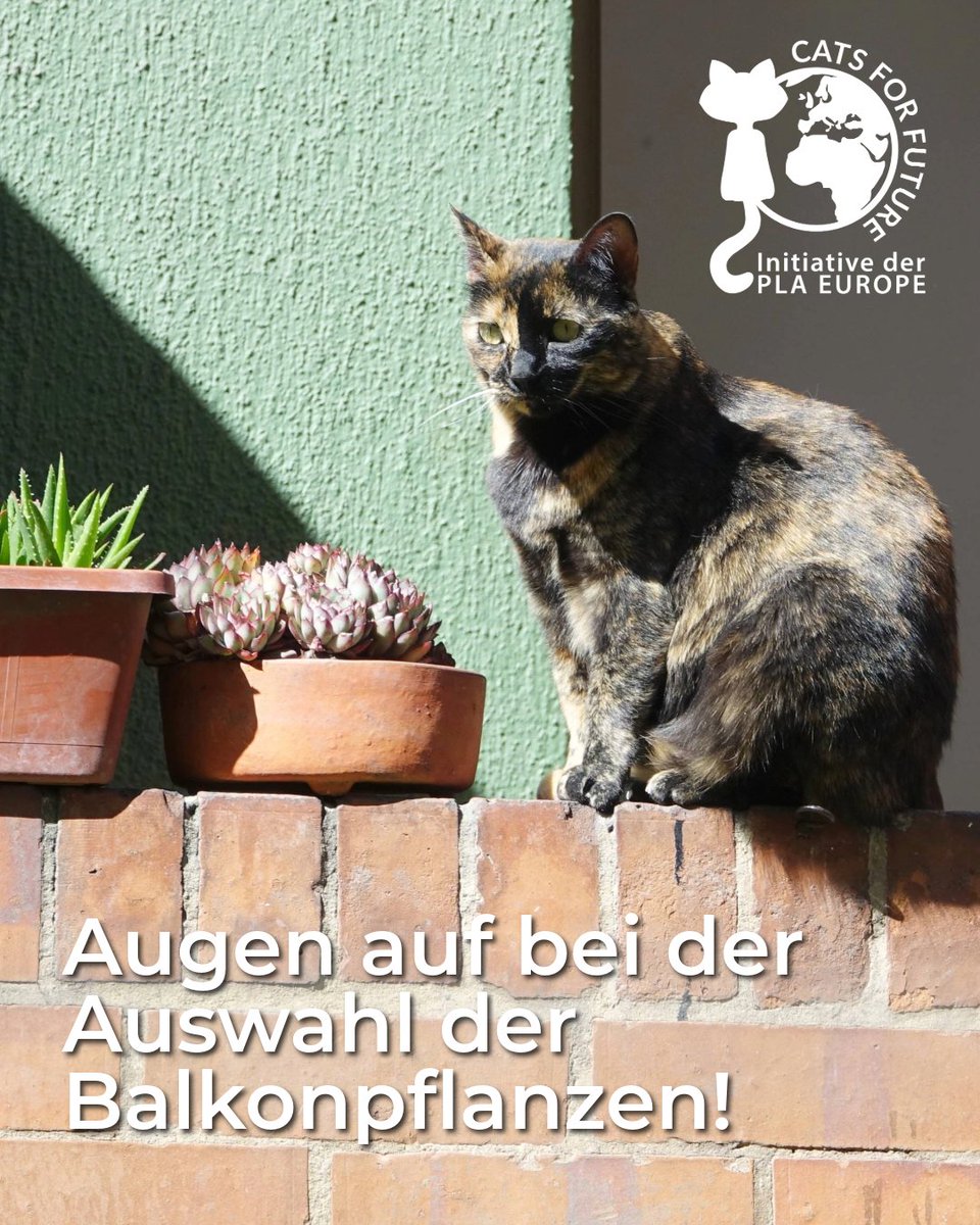 cats4future's tweet photo. ☀️🌼 Balkonzeit! Achtung bei Pflanzen: Lilien sind gefährlich für Katzen ‼️ Setzt lieber auf Katzenminze, Lavendel oder ungiftige Gräser und auch beim Katzenklo gilt, pflanzliche Streu spart CO₂ und bis zu 200 kg Müll pro Jahr 🌍♻️ https://t.co/njhCEpn8v4