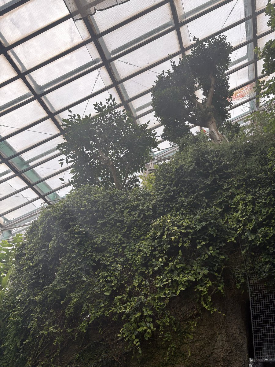 makomokomoo's tweet photo. いいかんじの渓谷感
足立区生物園 https://t.co/Wo9EaKc6DR