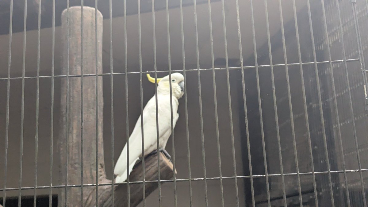 t2_hal's tweet photo. キバタン見てきた https://t.co/mGdTXenNjI
