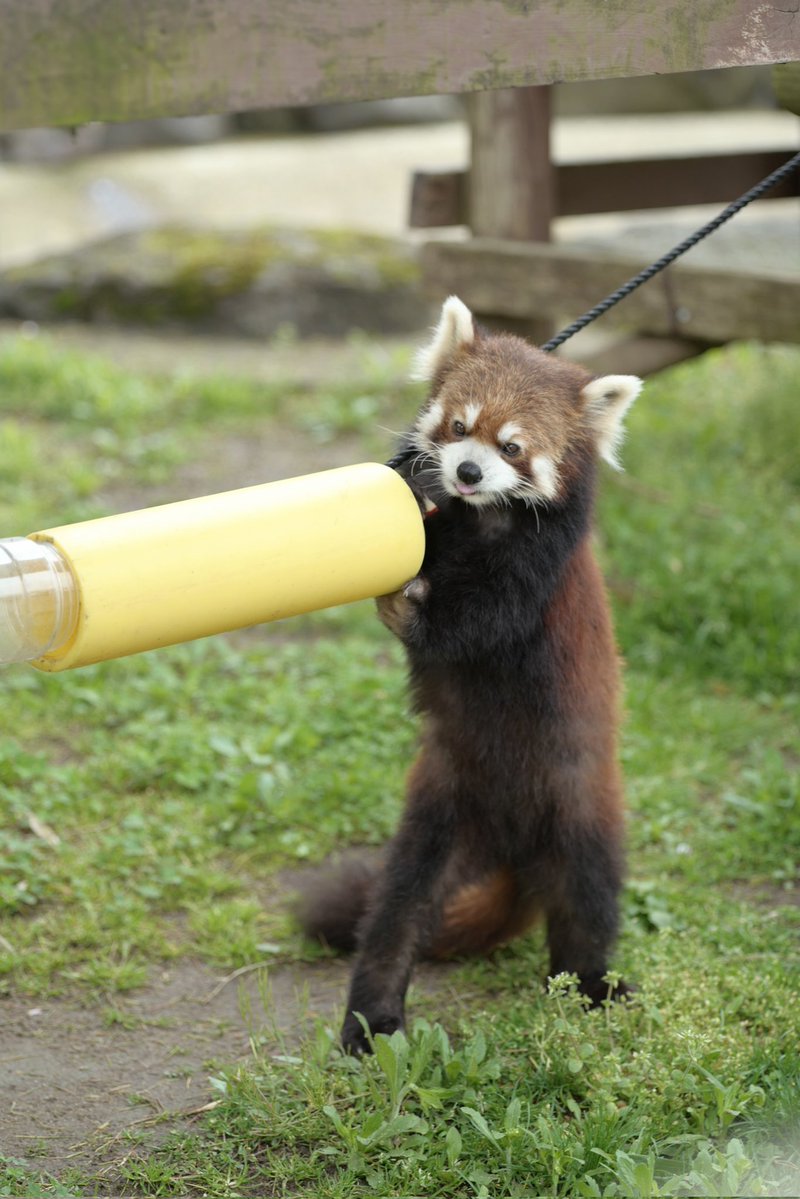 リンゴ🍎見つけた😋  📷️2026.5.4
#ひなた #レッサーパンダ #大森山動物園