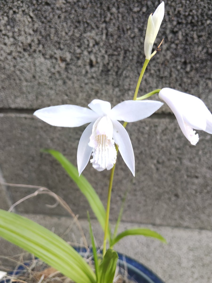 鍵の君 tweet media