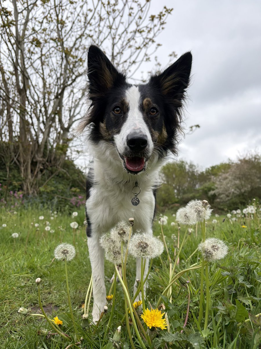 Puppy Bess and Auntie Kes tweet media