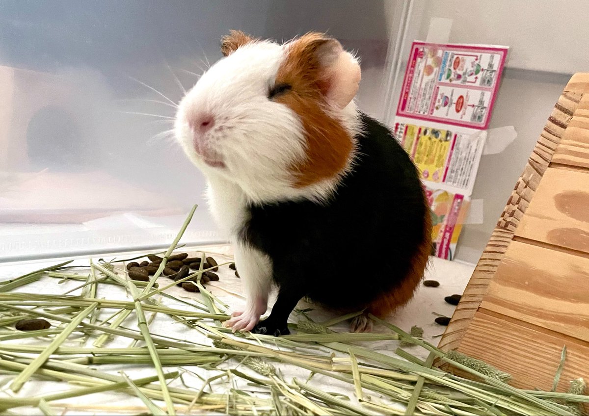 Bubu & Bebe ぶぶとべべ tweet media