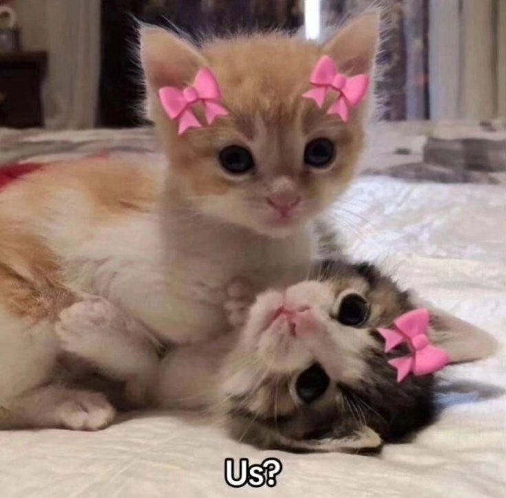 popular cat post tweet media