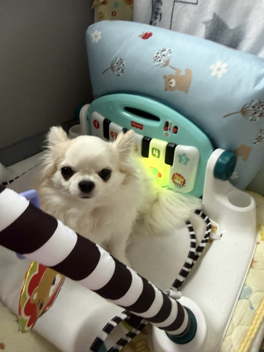 梅羽毬 tweet media