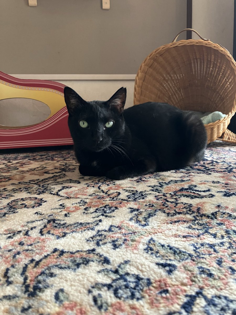 保護猫カフェ 猫の館ME◎人スタッフ tweet media