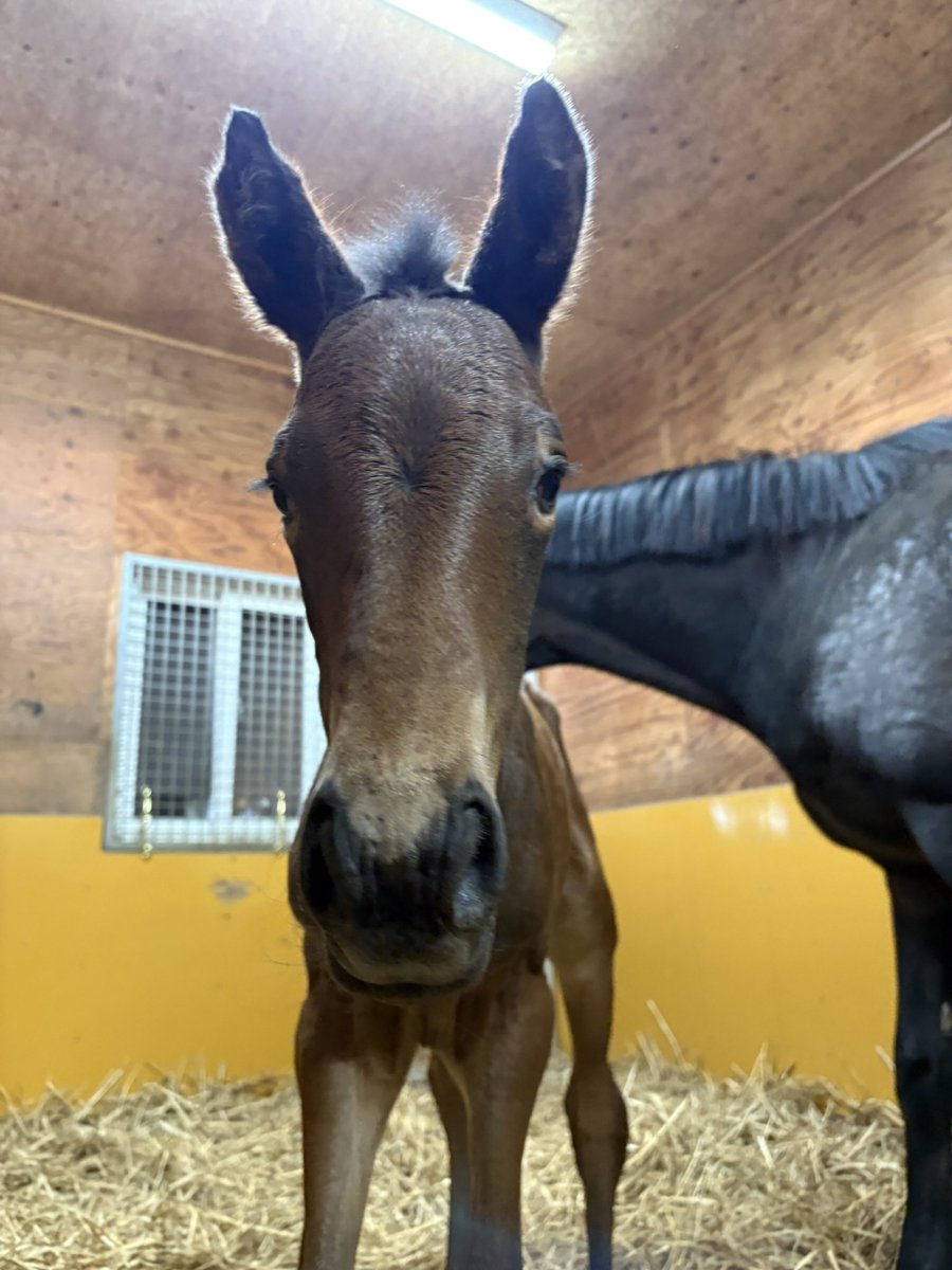 LakeVillaFarm tweet media
