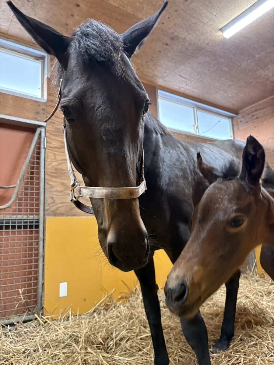 LakeVillaFarm tweet media