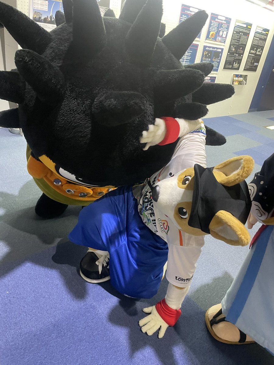 コギ坊 tweet media