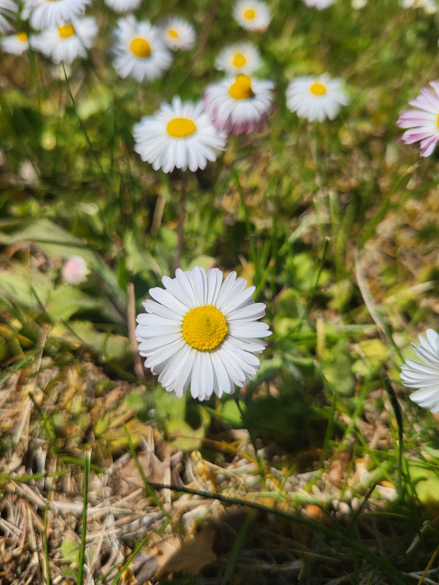 YadyyVibes's tweet image. simple things matter… #springtime #daisy #nature