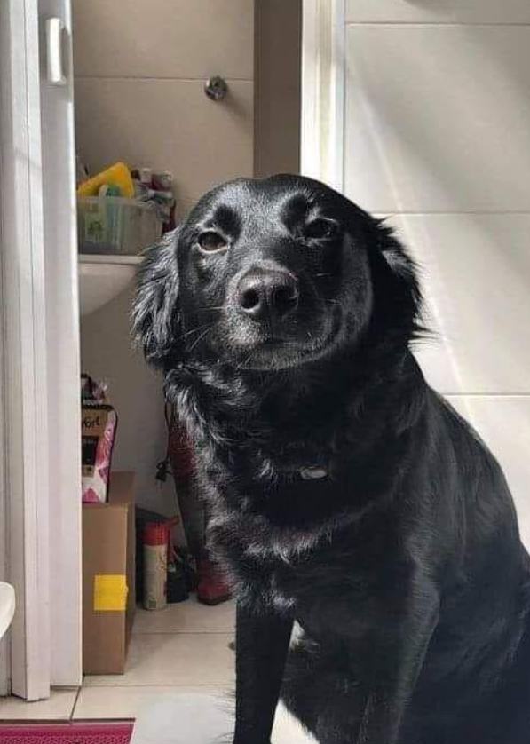 Tweets of Dogs tweet media