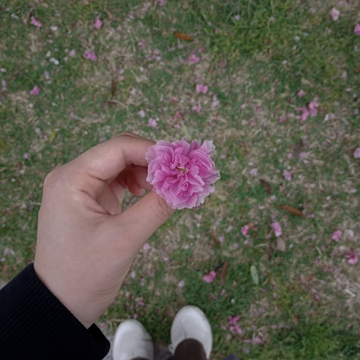 八重桜