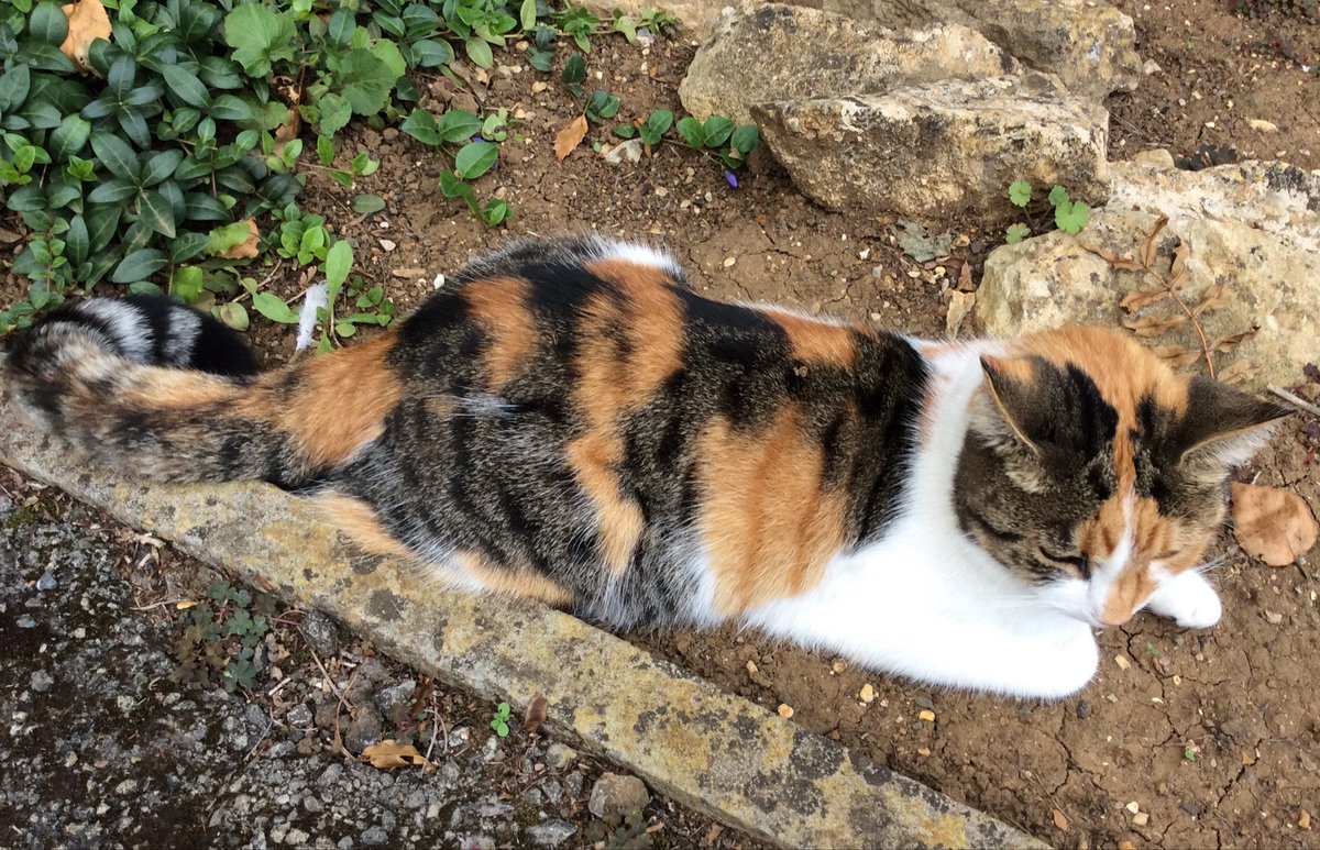 LittleTess3's tweet image. Happy Monday pals. Hope you haff a good start to der noo week!♥️😸 Hugs for 😇 Olly &amp;amp; Al @AlanSla90124663 &amp;amp; my fureffer ♥️ for my Tigger @Charcoalgm13924 
#CatsOfTwitter #CatsOfX #CakicoCrew