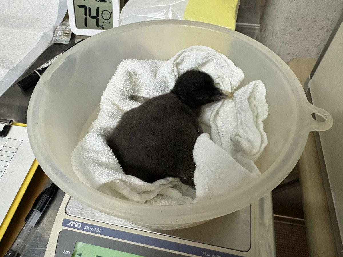 男鹿水族館GAO【公式】 tweet media