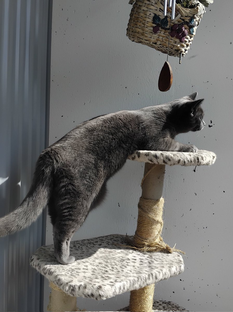 the CatGang 🇸🇪🌈Klumpen 🌈Ricco 🌹🌈🐈‍⬛🐕 tweet media