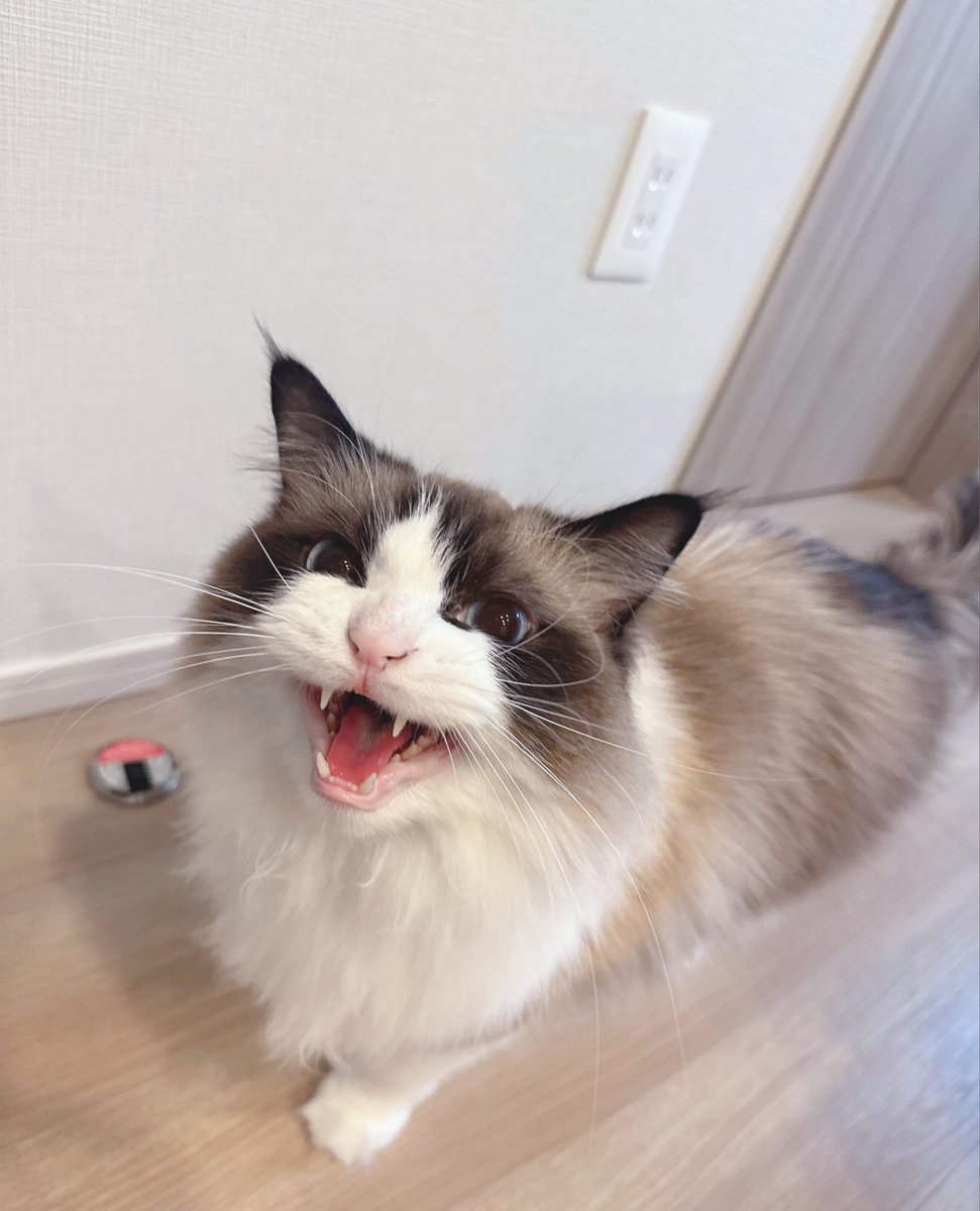 ルル🐾ラグドール tweet media