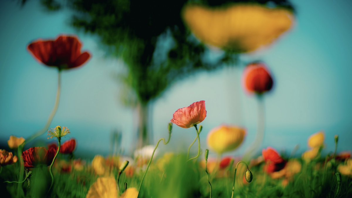 noco｜花の写真家 tweet media