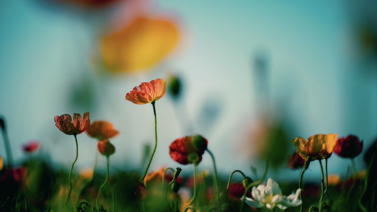 noco｜花の写真家 tweet media