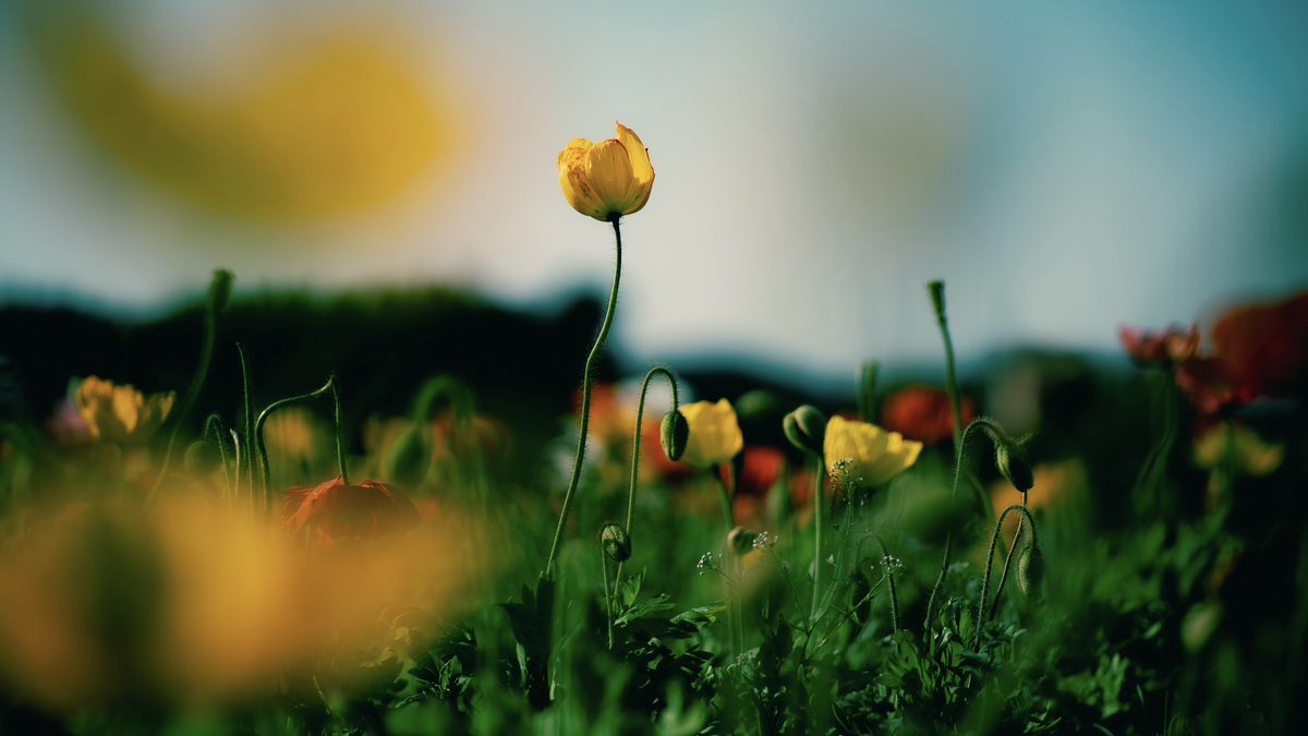 noco｜花の写真家 tweet media