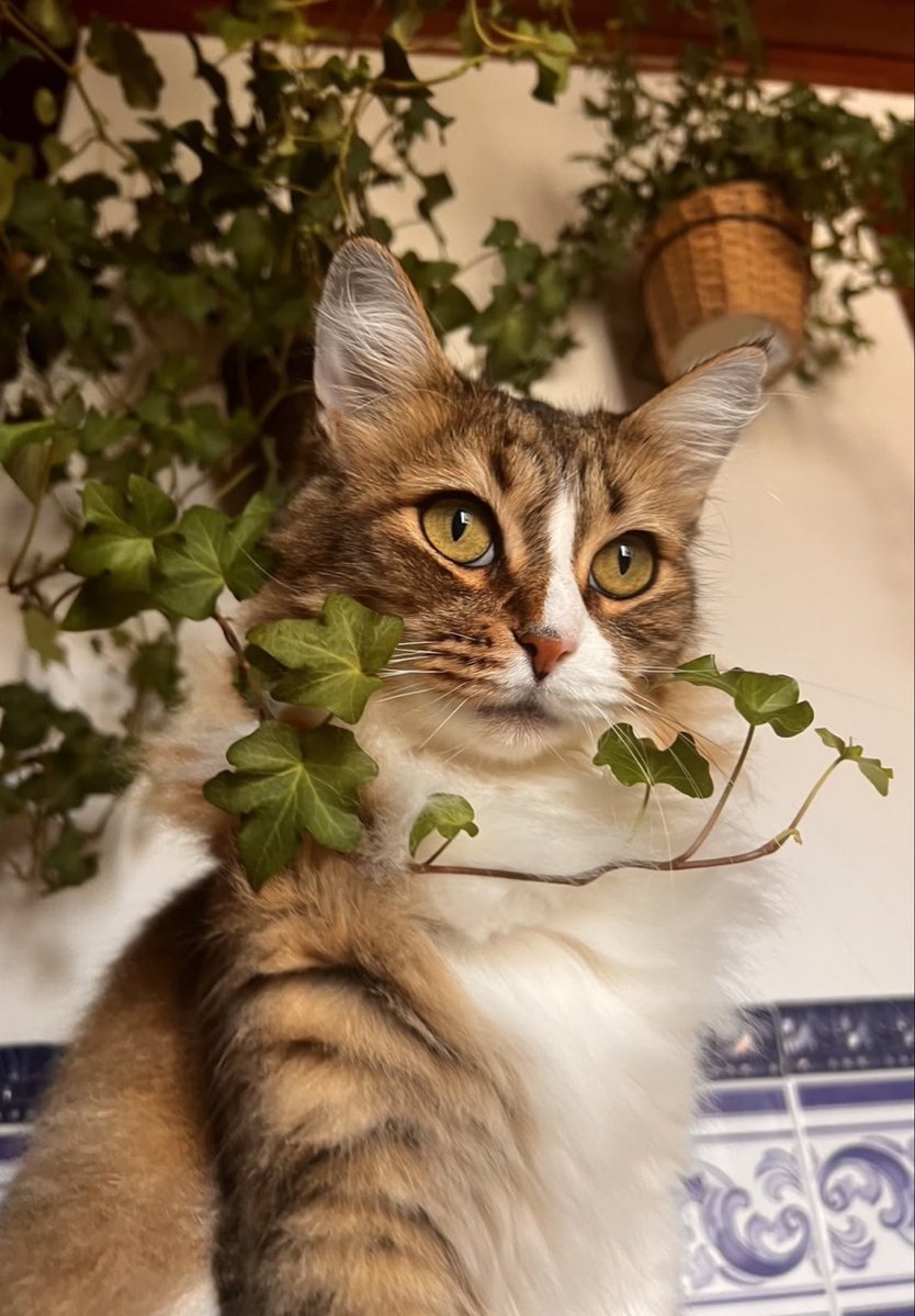 paula🐈‍⬛ tweet media