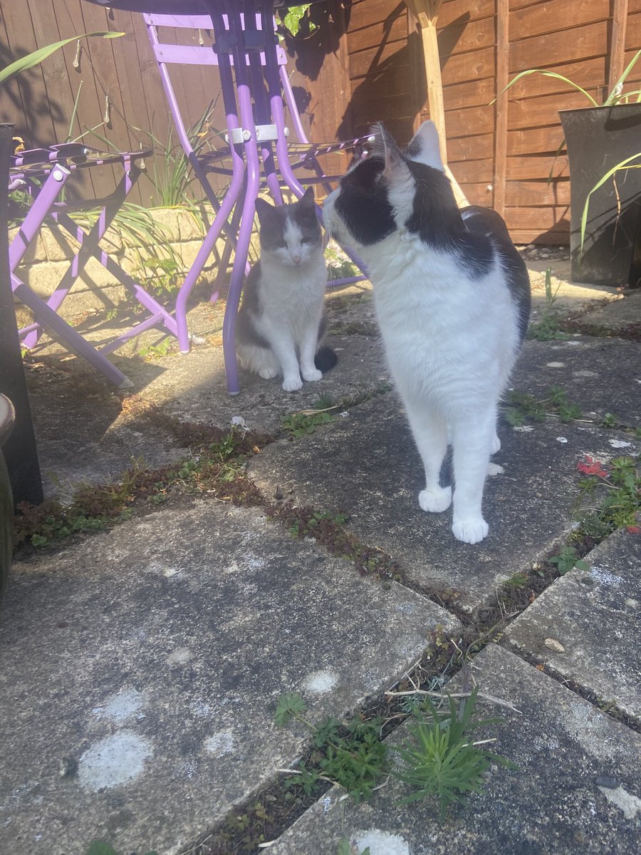 EvieFreddie's tweet image. We’ve been hanging around in the garden together a lot lately 😺😺

#cats #CatsOfTwitter #Hedgewatch