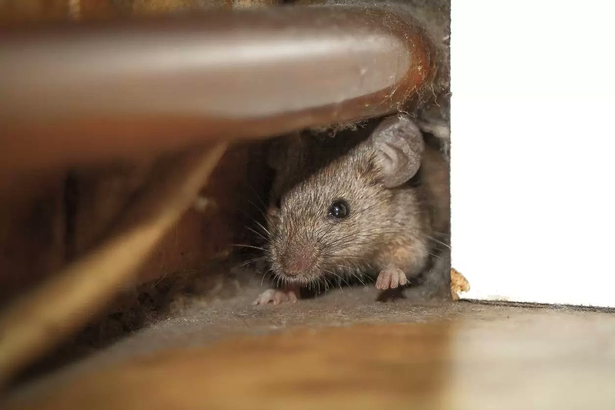 Atlantic Exterminating Inc tweet media