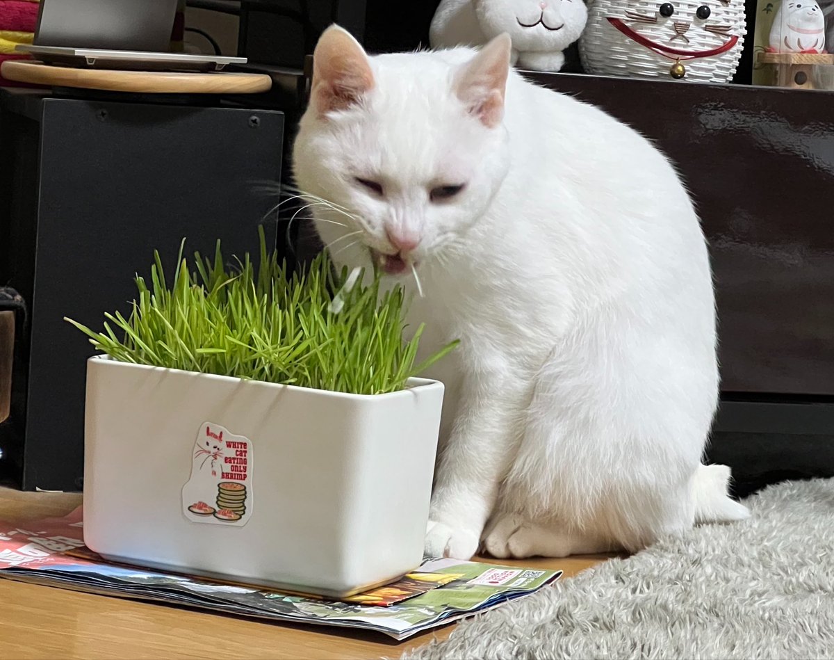 みうまっくす🌸と雪桜🐾 tweet media
