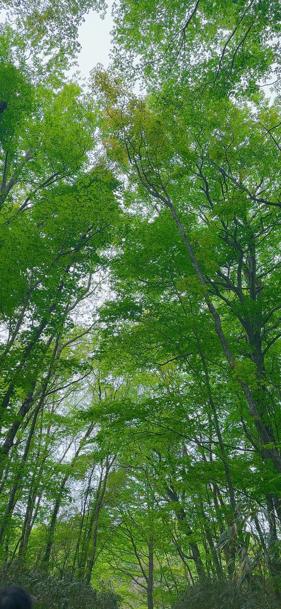 yt19720902's tweet photo. 青森旅へ出陣✨

青池と白神山地
あいにくの曇り空でしたが、白神山地の若芽の美しさに見惚れました。
緑だけど緑じゃない綺麗な色でした✨
遠くにひっそり佇むお猿さん🤍 https://t.co/nKOEEhawmw