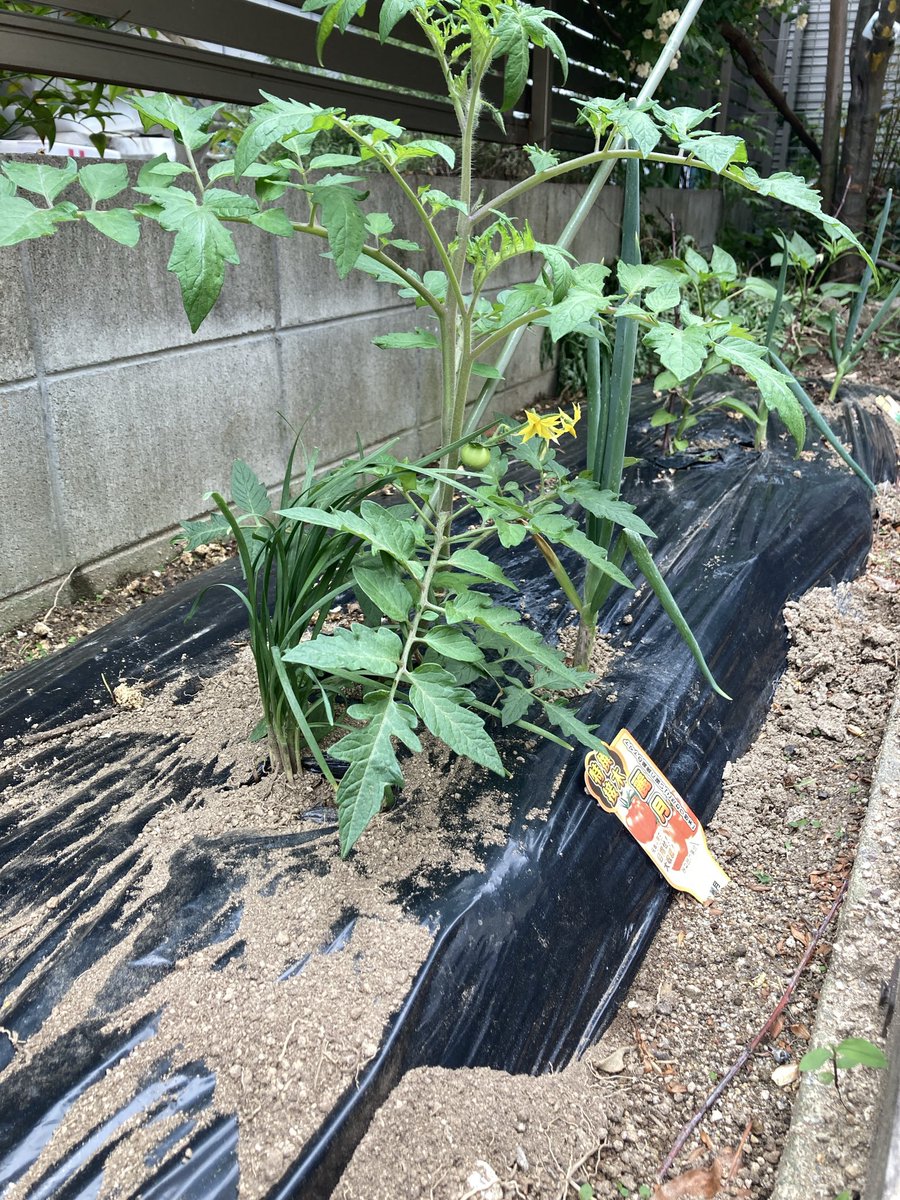 otatomot's tweet photo. ニラとネギが分結して増えてきたので、トマト🍅の根元に混植してやりました😋 https://t.co/I9rogHJWjr