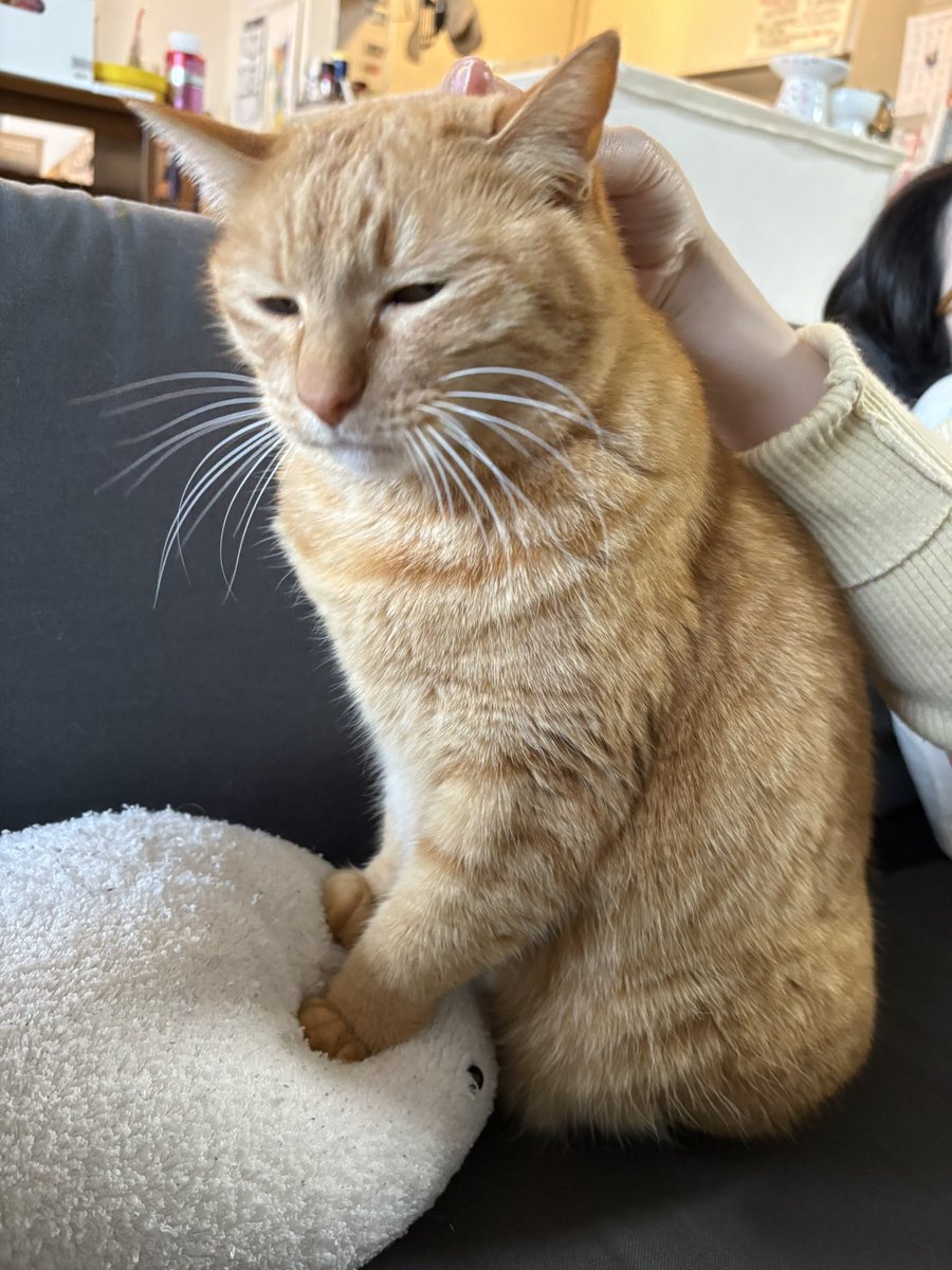 こいもちゃん🐈 tweet media