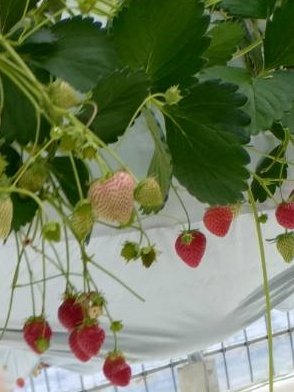 makithunderbird's tweet photo. 👶歩けるようになったので初めてのいちご狩り行ってきた🍓
美味しいって食べてて良かった👶
ランチもいい場所でした🐱 https://t.co/9rnyQNnoIo