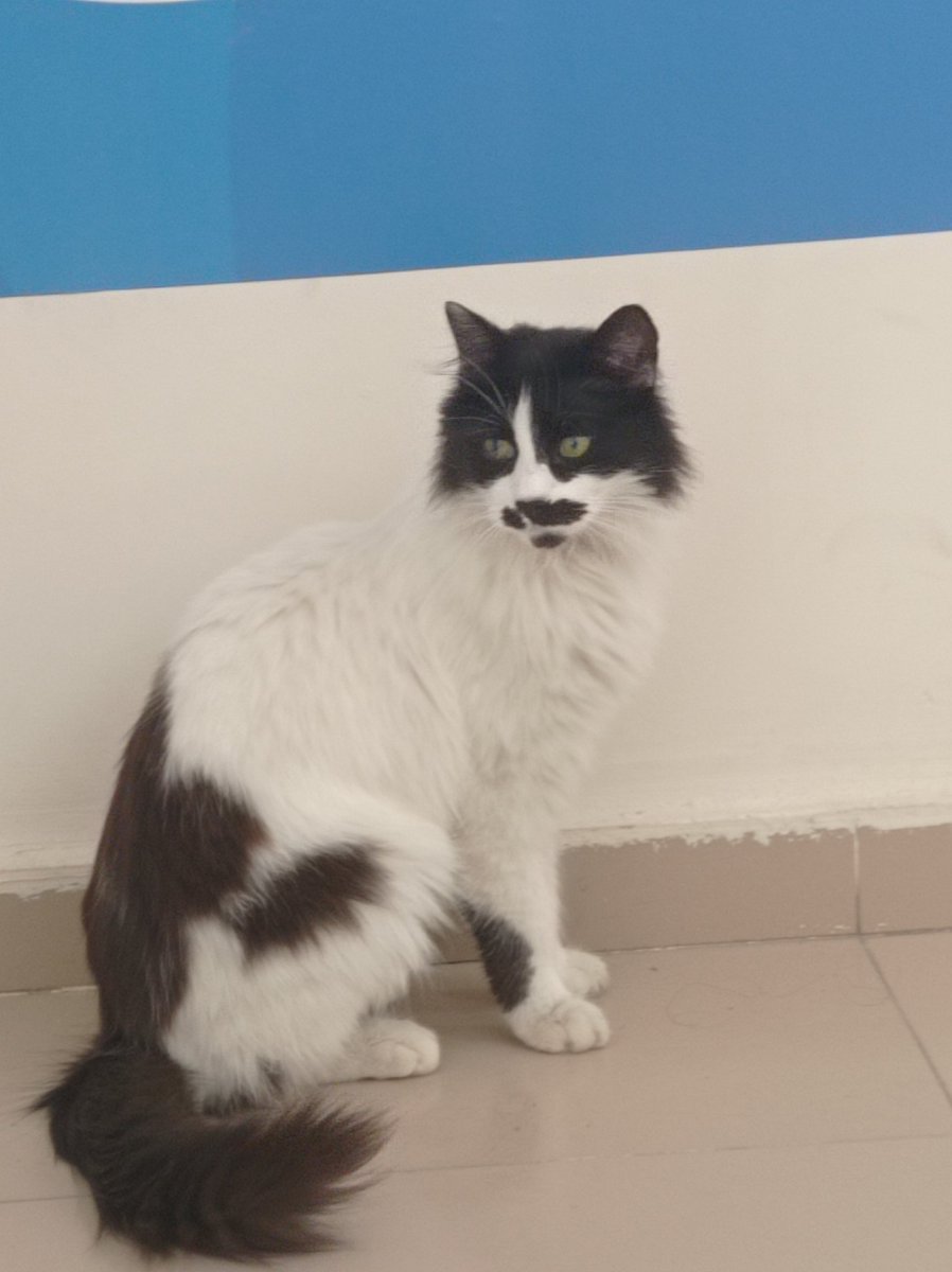 𝐾𝑢𝑏𝑟𝑎 🌷🐈‍⬛ 🇹🇷🎗️ tweet media