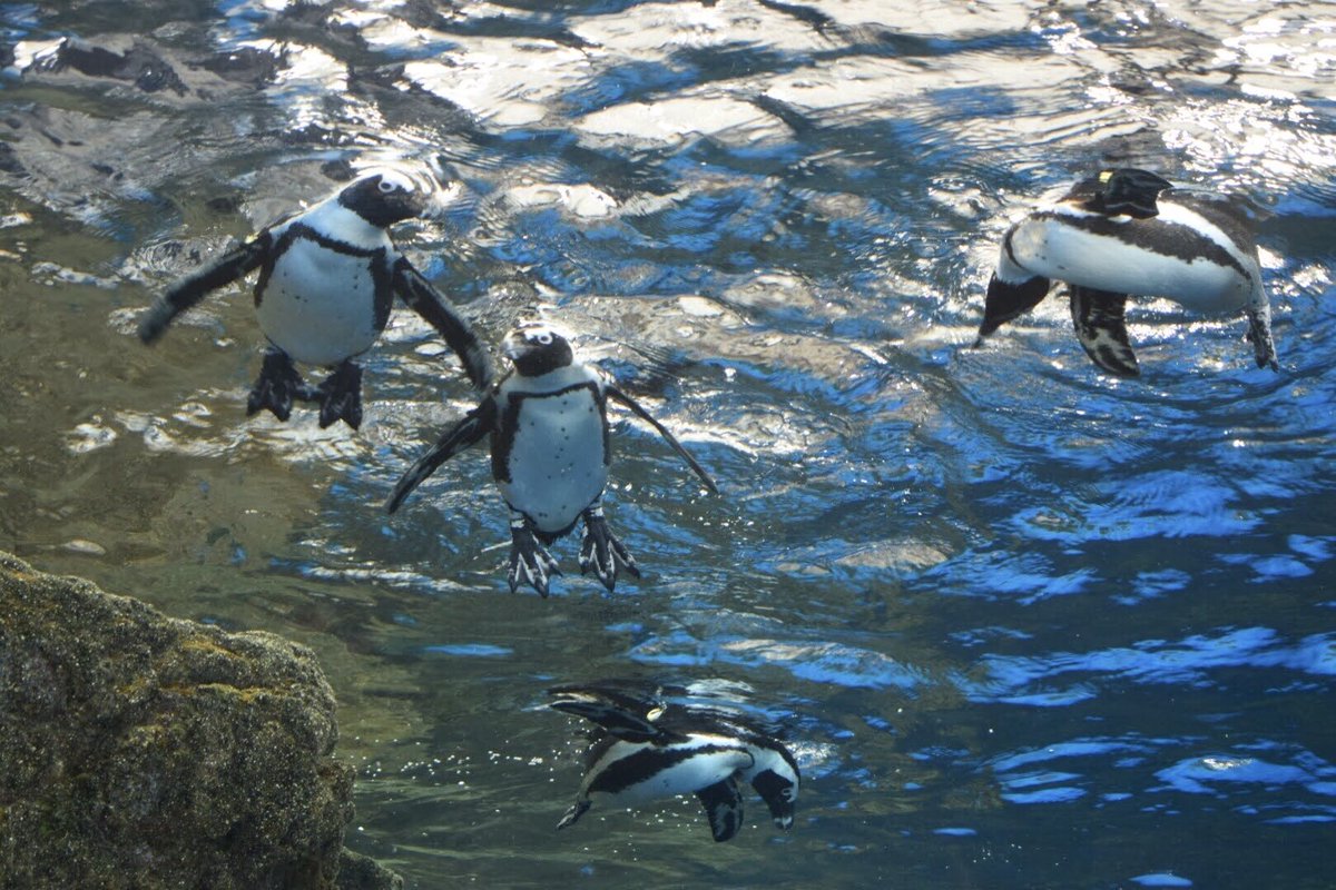 水の中を悠々を泳ぐペンギン。
氷室くんが「色んなカップルに見られながら泳ぐペンギンはどんな気分なんだろ」って言ってたけど、そんな二人を見たペンギンはどう思ったんだろうね？

#一紀くんを思い出しちゃった