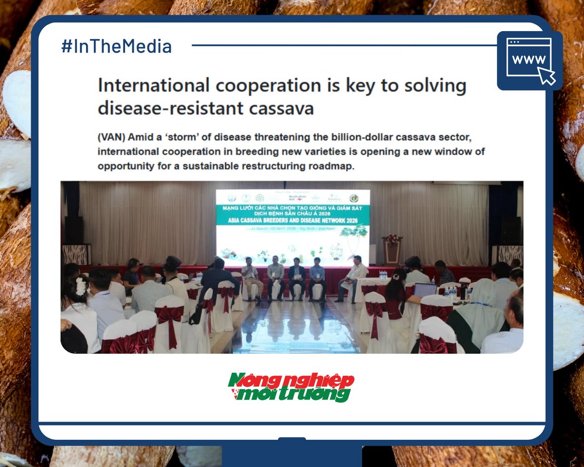 BiovIntCIAT_eng's tweet photo. 📰 #InTheMedia | 🌱🧬 Scientists and experts from across Asia met in Vietnam to tackle the cassava “disease storm.” The Alliance provided scientific leadership to strengthen breeding networks and advance resilient, disease‑resistant varieties. 🍠
🔗 https://t.co/Odh2BSk2BQ https://t.co/GHE3jXJMuf