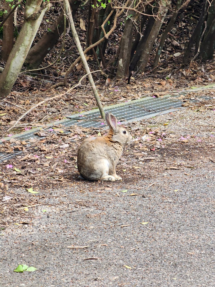 koreaid2017's tweet photo. かわいいウサギたちが食べる様子を目の前で鮮やかに見ることができ、楽しい時間でした。

#日本旅行 #地方都市 #広島 #竹原市 #大久野島 https://t.co/hRuni05nFb