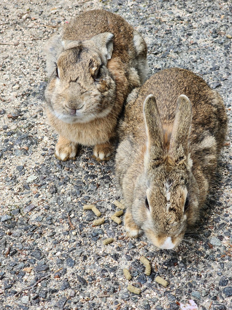koreaid2017's tweet photo. かわいいウサギたちが食べる様子を目の前で鮮やかに見ることができ、楽しい時間でした。

#日本旅行 #地方都市 #広島 #竹原市 #大久野島 https://t.co/hRuni05nFb