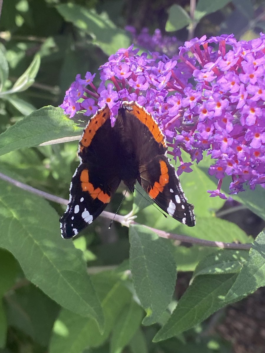 Plant something, even if it’s small.
A few seeds, a pot, a quiet moment outside.

In a world that moves fast, growing something reminds you that not everything needs to.
Patience, care, and time good for plants, even better for your head.

#MentalHealth #Gardening #Planting