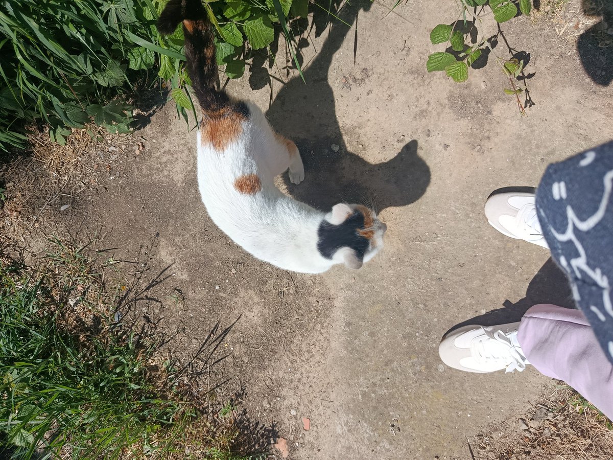 BEOGRAD RAKOVICA 
Da li neko trazi ovu macu..deluje da je duze na ulicu, ima prljave usi..doneta je u prometnoj ulici ispred prodavnice pre par dana .
Ja sam joj nasla kutak gde joj stoji voda i granule i gde je zatisena,ali  ona se vraca ispred prodavnice i tu sedi.