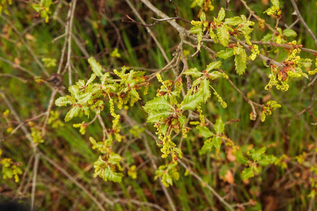 TFCanadas's tweet photo. Brotes de quercus pyrenaica y de quercus faginea por Molina de Aragón https://t.co/zYMijMw8sv