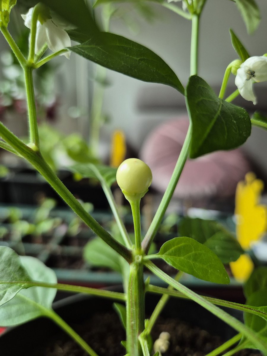Denise_v_D_'s tweet image. Pepper update. Peppers are already hanging on the Marbles, Sweet Banana, Corbaci, and Himo Togarashi 🎉 I thought it would take a while longer, but they are doing great inside behind the window 💚 #allotment