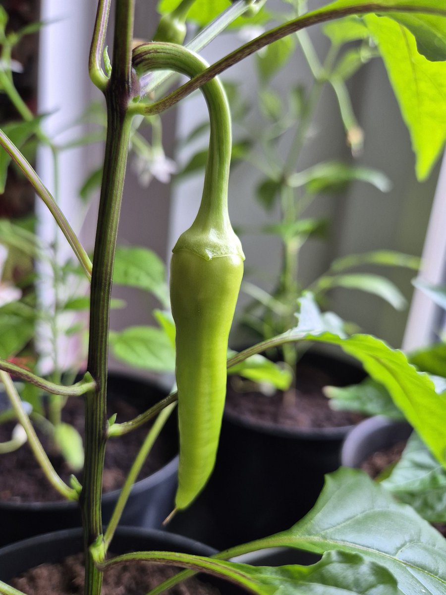 Denise_v_D_'s tweet image. Pepper update. Peppers are already hanging on the Marbles, Sweet Banana, Corbaci, and Himo Togarashi 🎉 I thought it would take a while longer, but they are doing great inside behind the window 💚 #allotment