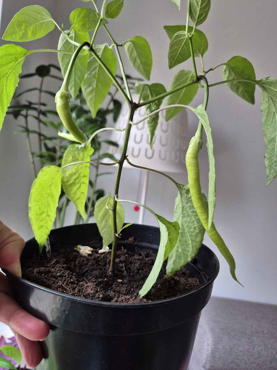 Denise_v_D_'s tweet image. Pepper update. Peppers are already hanging on the Marbles, Sweet Banana, Corbaci, and Himo Togarashi 🎉 I thought it would take a while longer, but they are doing great inside behind the window 💚 #allotment