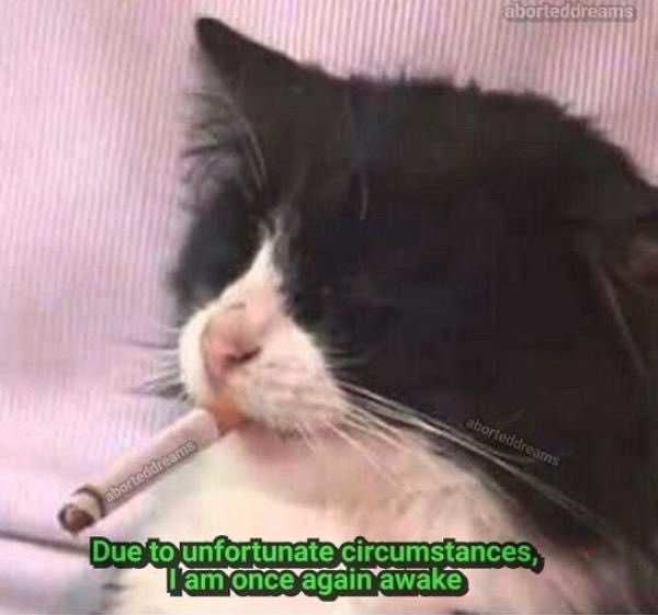 emptyheadcat's tweet photo. https://t.co/3y58e5rcBu