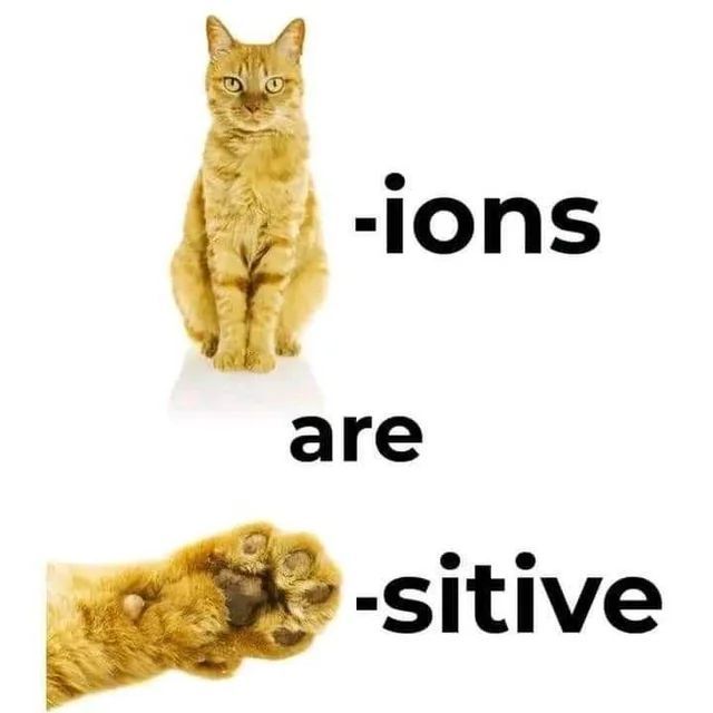 Tweets Of Cats tweet media
