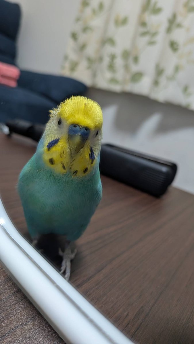 SekiseiSorapi's tweet photo. ソラピ🐥1日に5歳🎉を迎ぇました🥹💕１度も病気もせず♡元気に過ごしました♡日々感謝です♡　トップ4大好きソラピ🐥をこれからも宜しくぉねがぃします🥹🙏💕💕 https://t.co/Ez6ySBSand