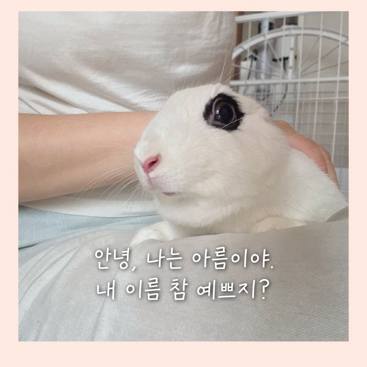 bunnie tweet media
