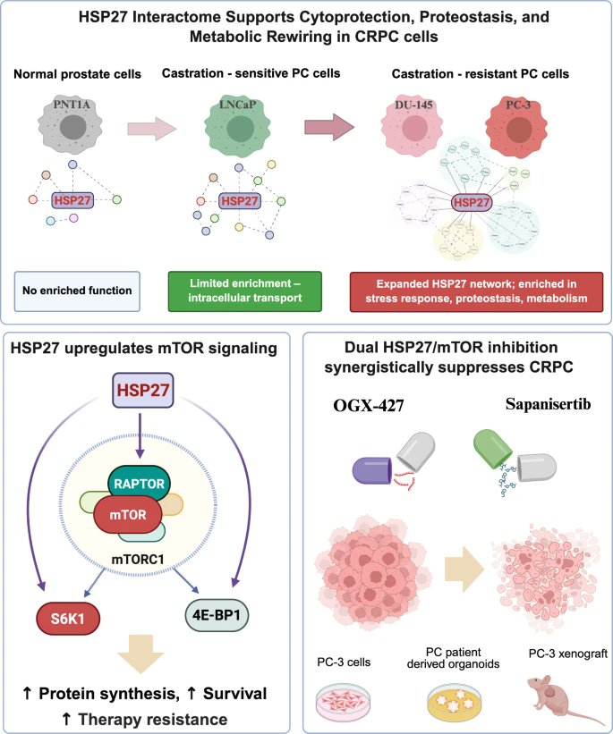 Journal of Experimental & Clinical Cancer Research tweet media