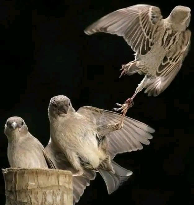Itz_Sufi_11's tweet photo. जिससे कह दो कि वो जरूरी है, 
वही दामन छुड़ाने लगता है ... https://t.co/x8lm5ToZyQ