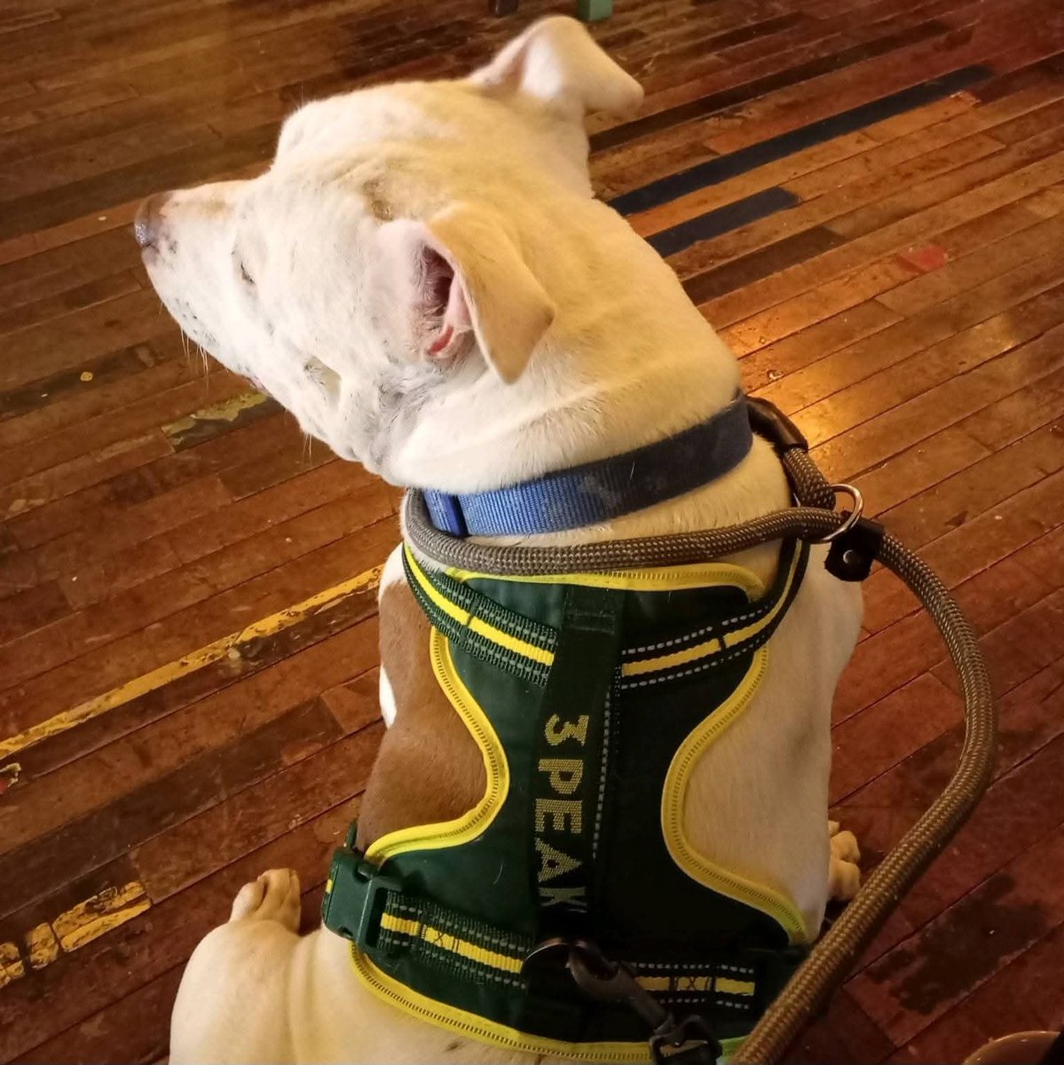 Senior Staffy Club Dog Rescue tweet media